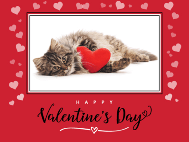 digital card with photo of cat, card says "Happy Valentine's Day"