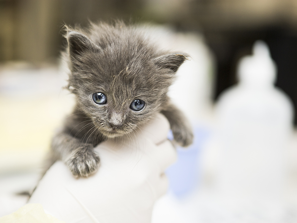 A newborn kitten looks at the camera