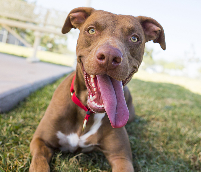 Brown dog with tongue out in grass