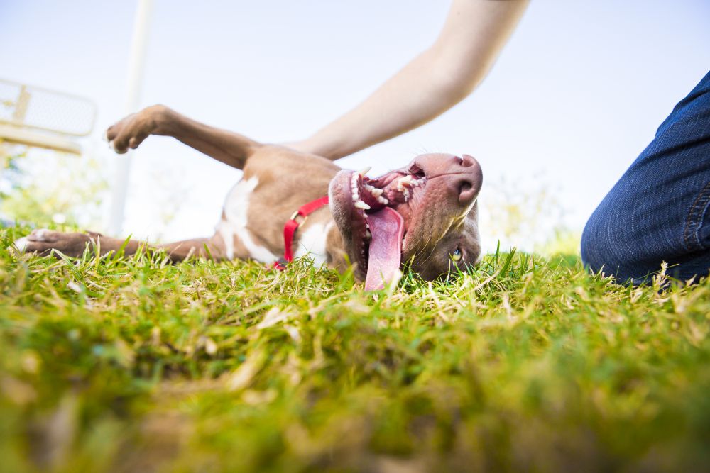 Happy dog outside playing in grass