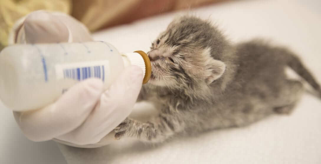 a very small kitten drinks from a bottle