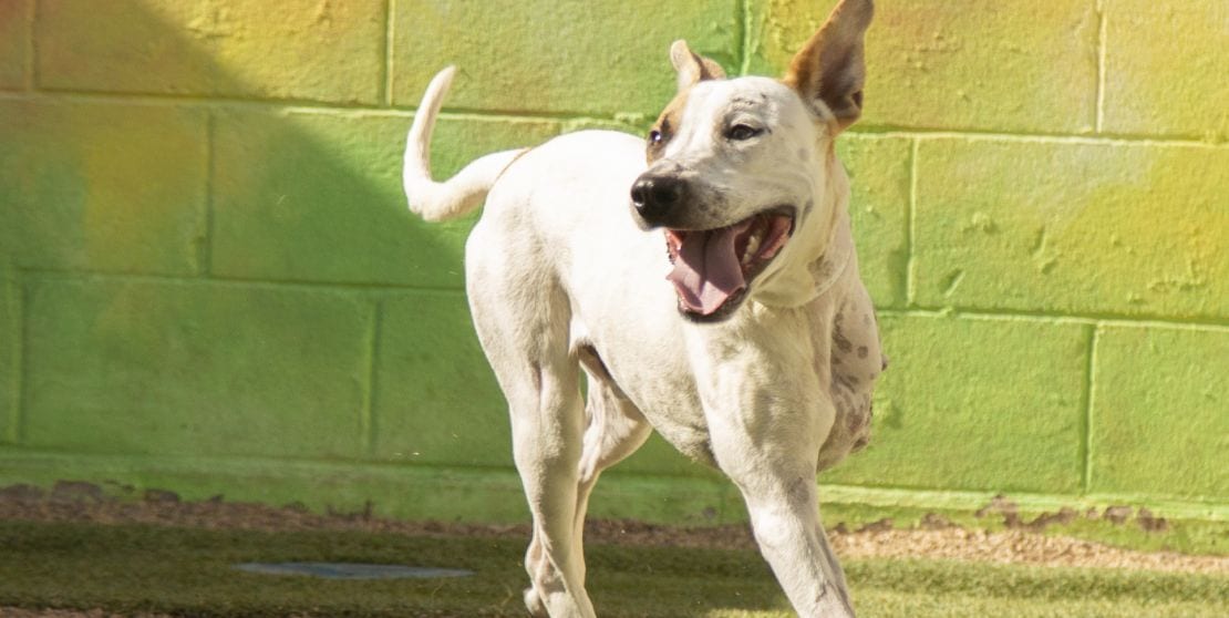 a three-legged dog runs at the park