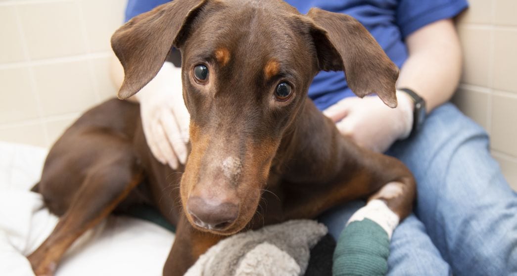 Rescued doberman in kennel with volunteer