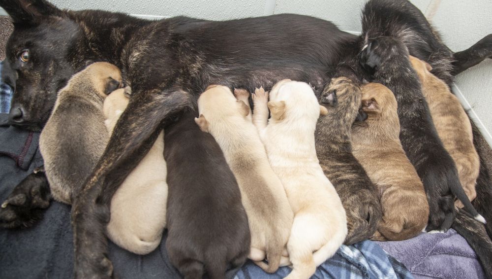 Shepherd mix with newborn puppies