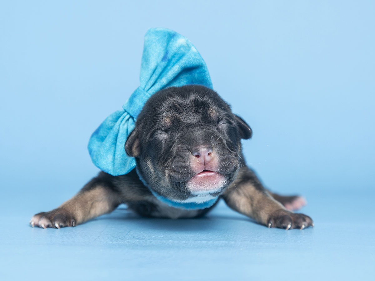 First Litter of Puppies of 2023