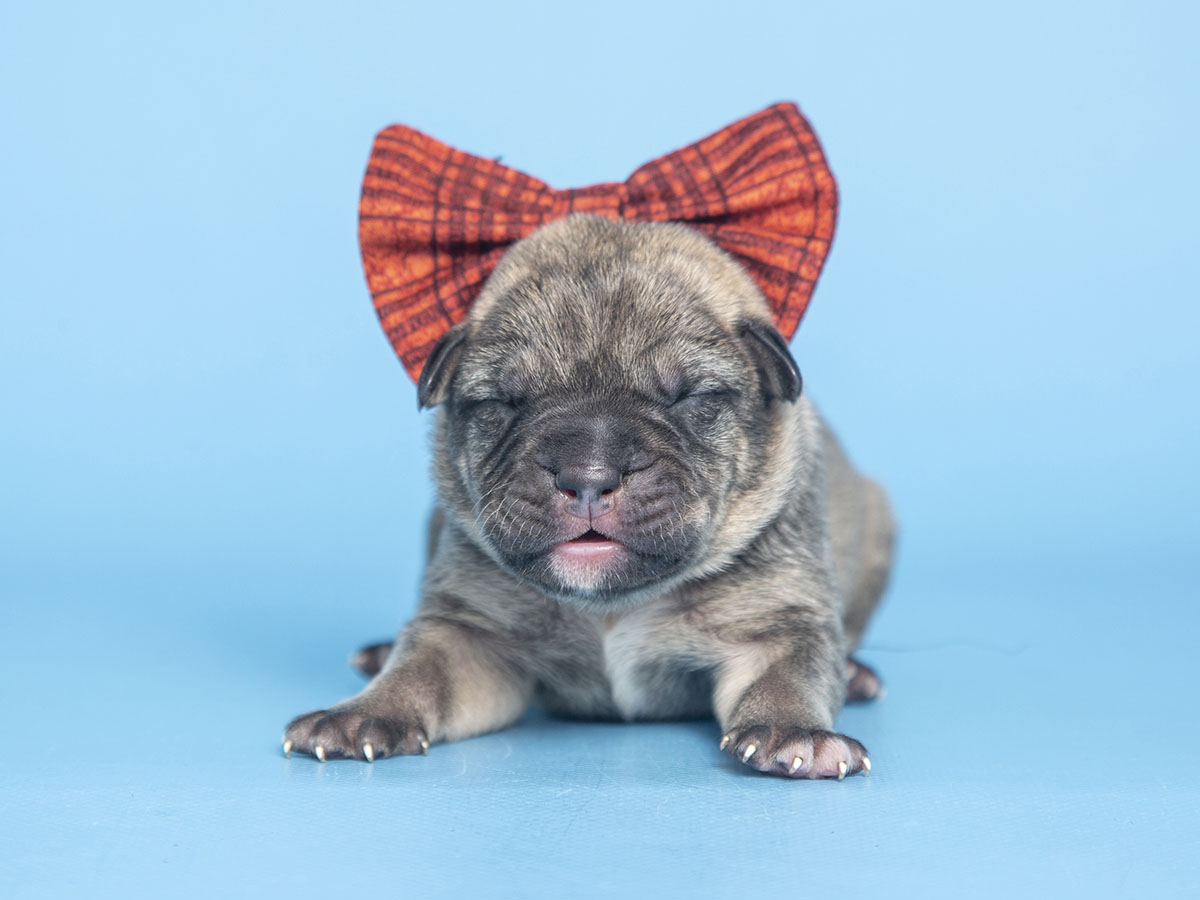 First Litter of Puppies of 2023