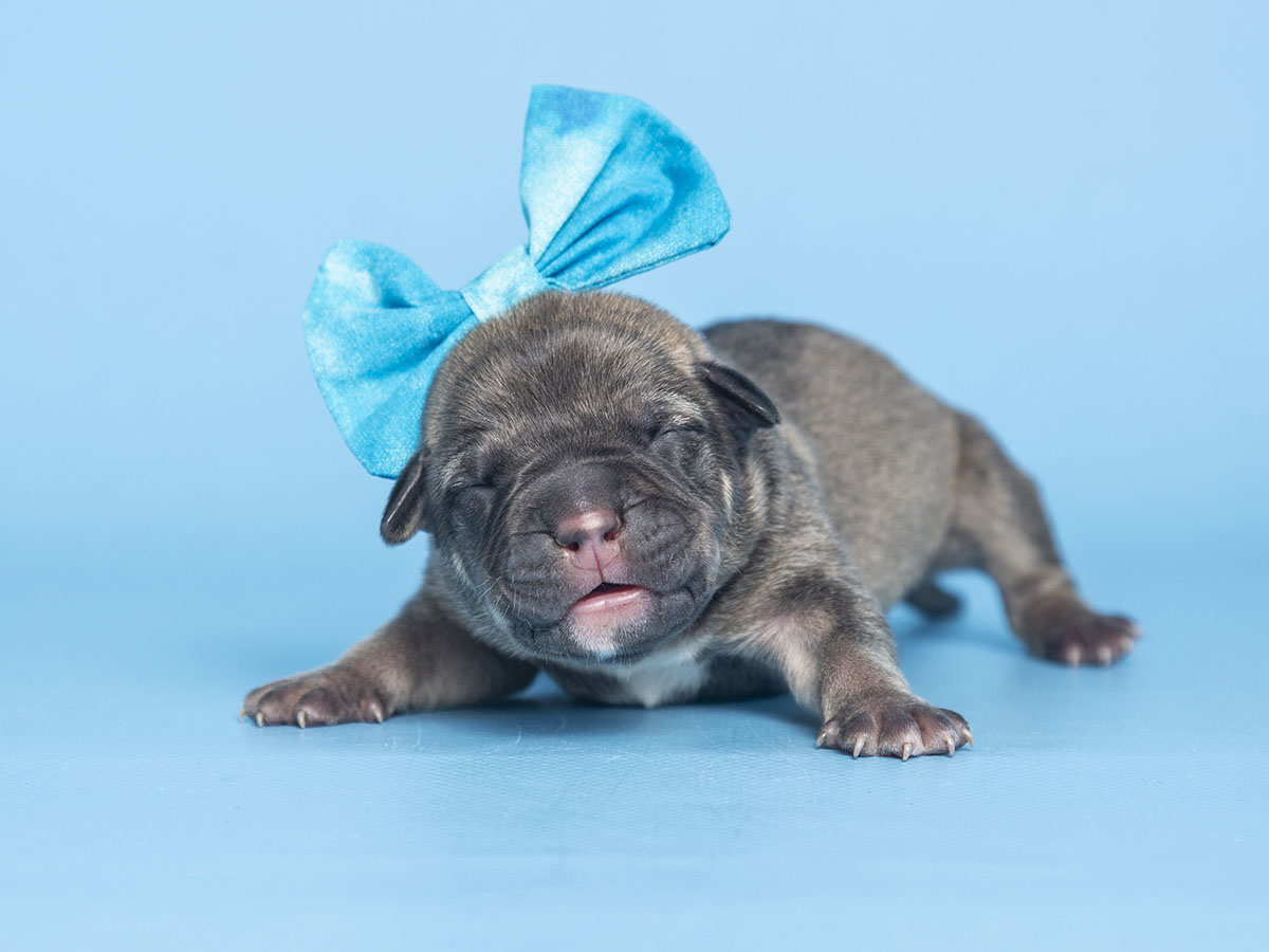 First Litter of Puppies of 2023