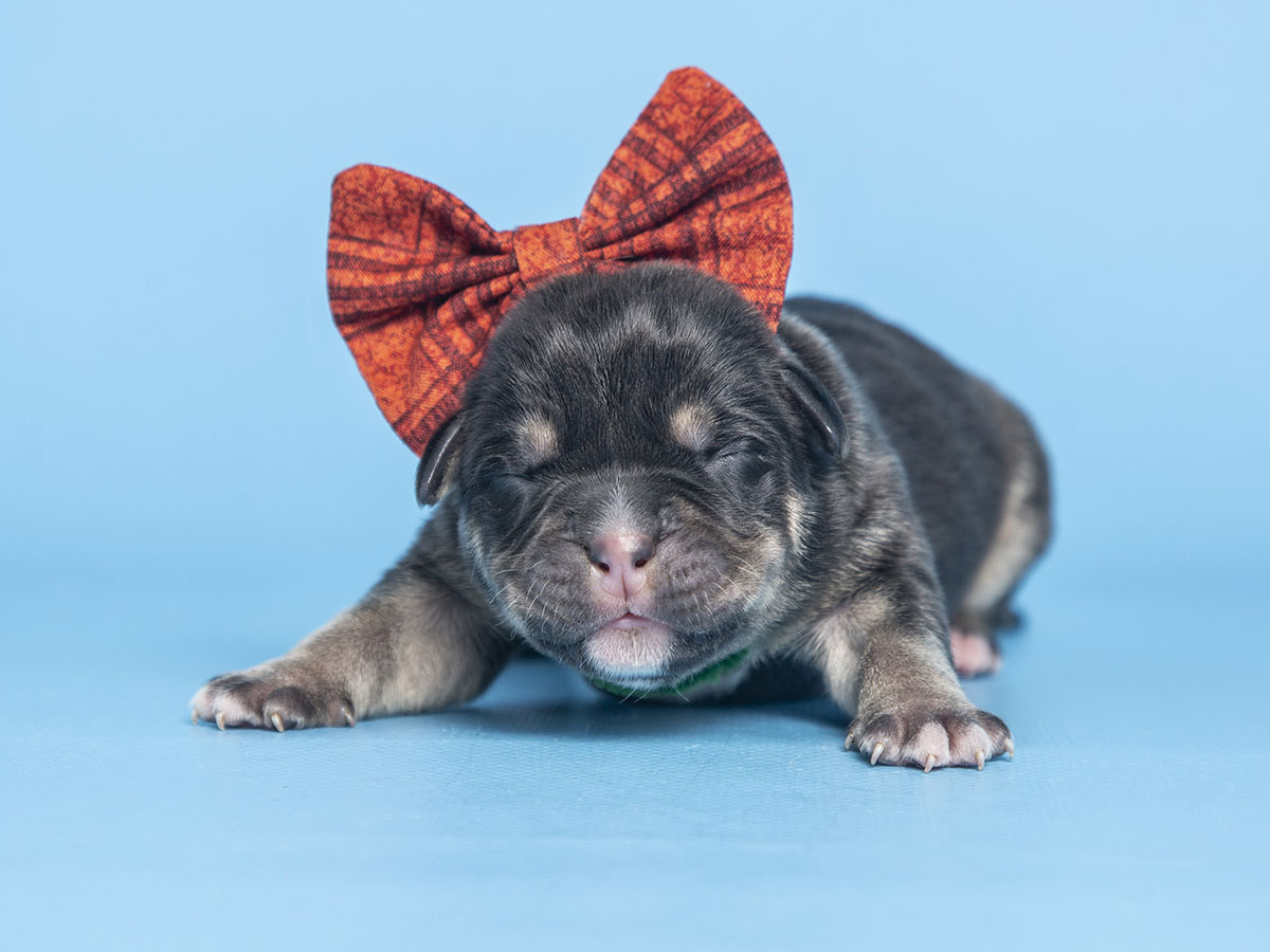 First Litter of Puppies of 2023