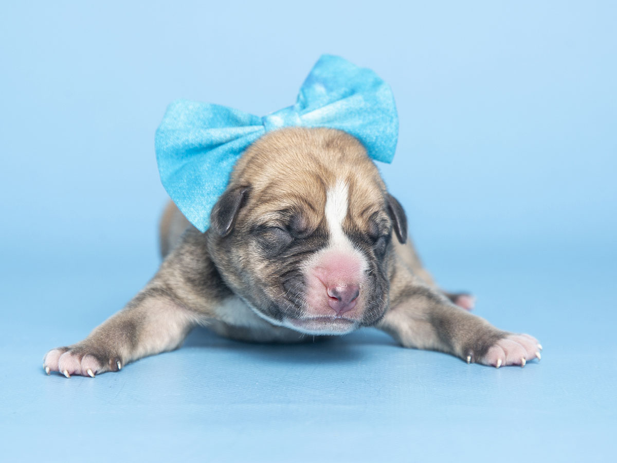 First Litter of Puppies of 2023