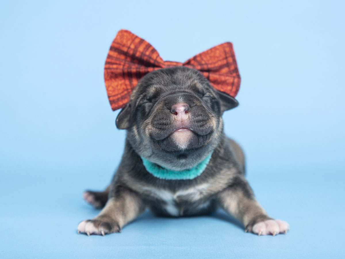 First Litter of Puppies of 2023