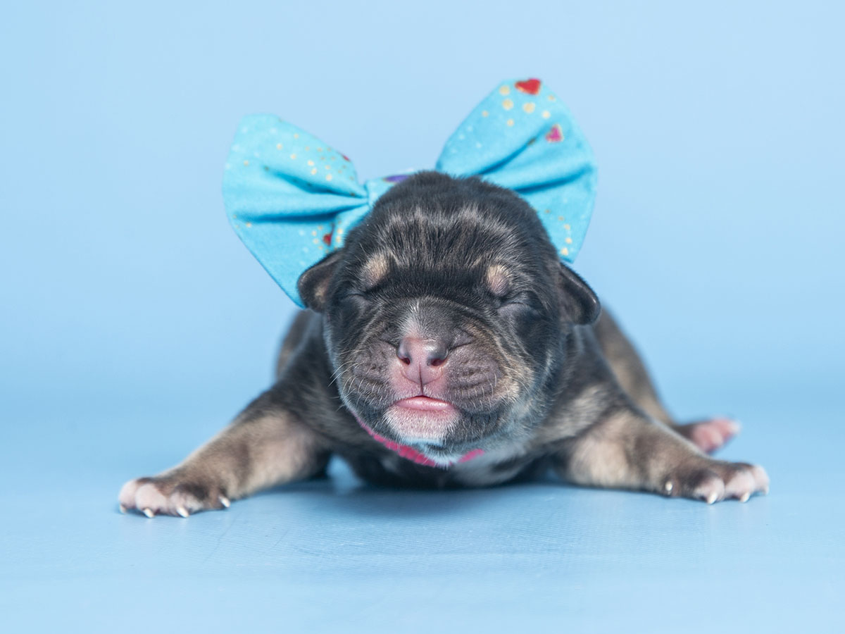 First Litter of Puppies of 2023