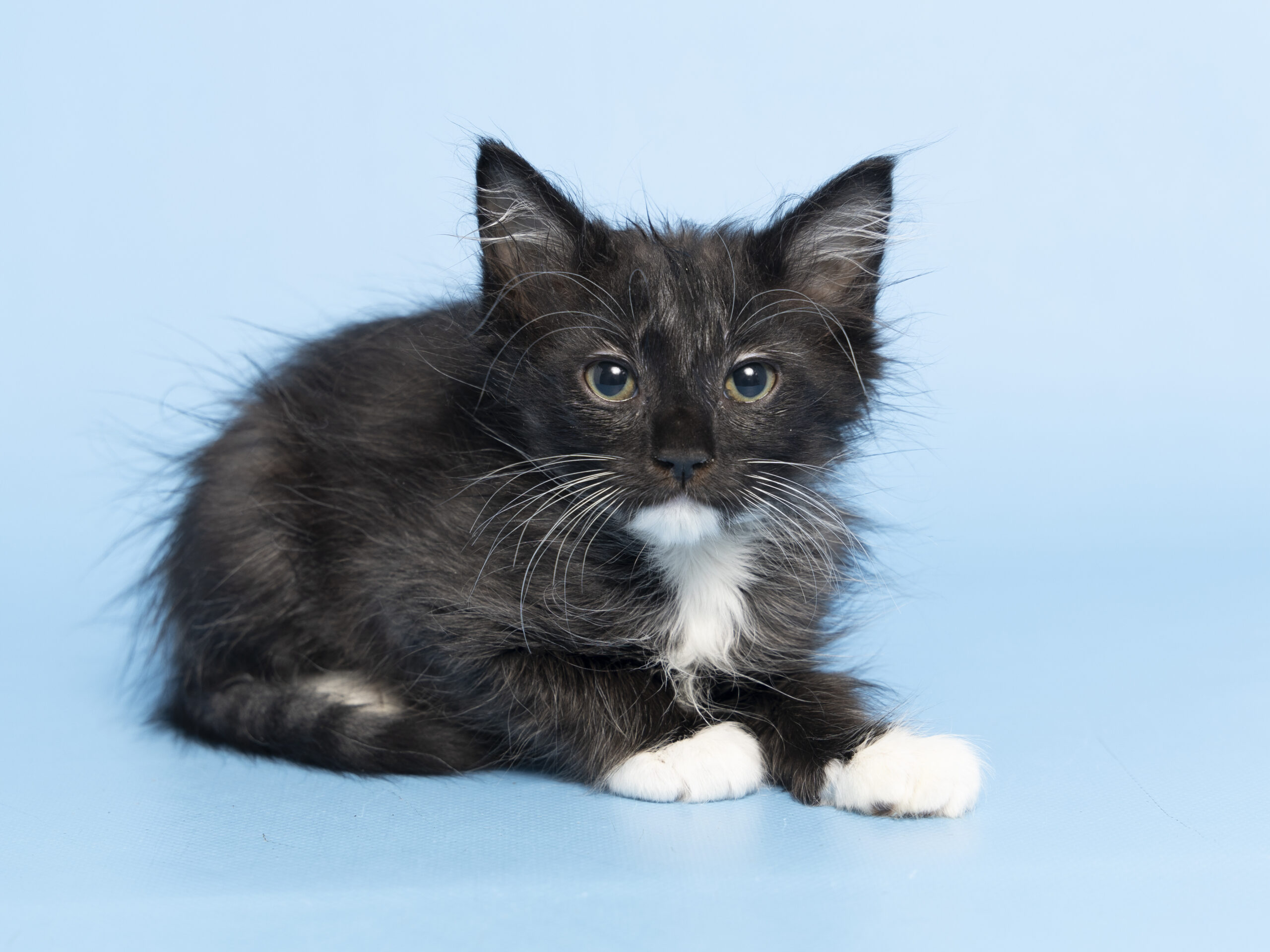 newborn kittens outside