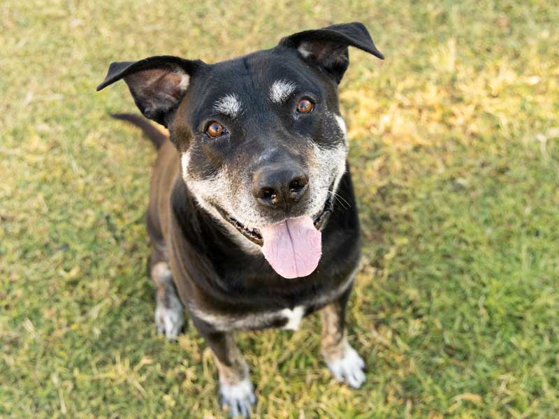 Image of 15% Off Dog Training Classes