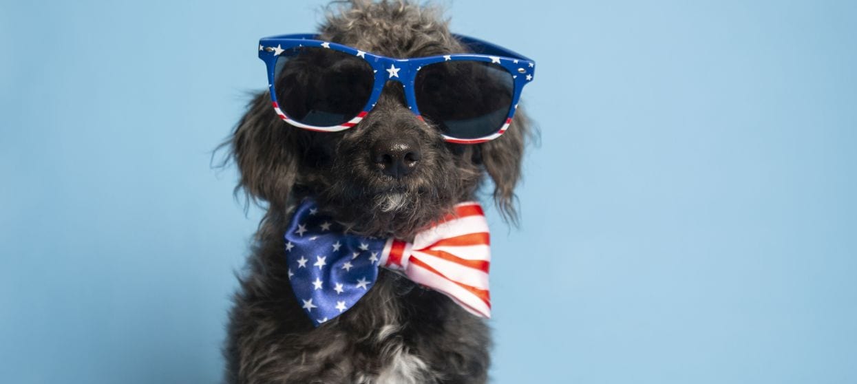 a small black dog wearing an American flag bowtie and sunglasses