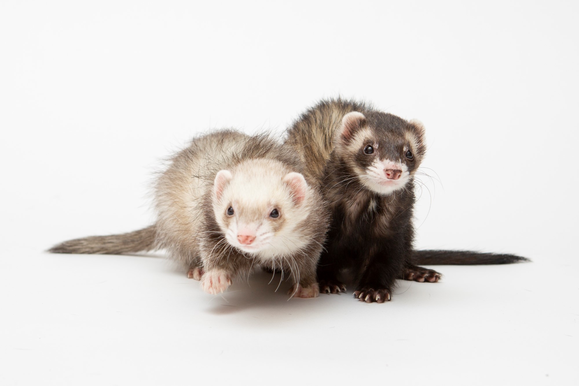 Image of Dusk and Dawn