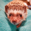 Daphne the Hedgehog