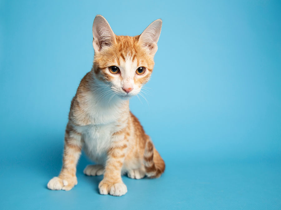 kitten in front of a blue wall