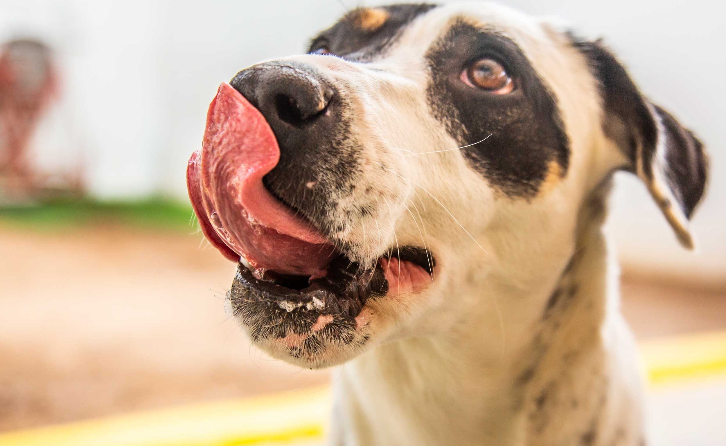 dog licks lips close up