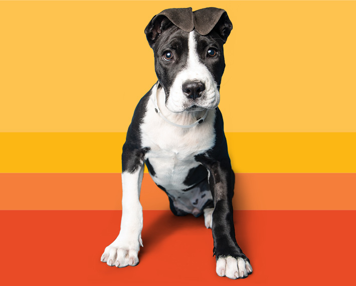 General Foster Puppy with striped background