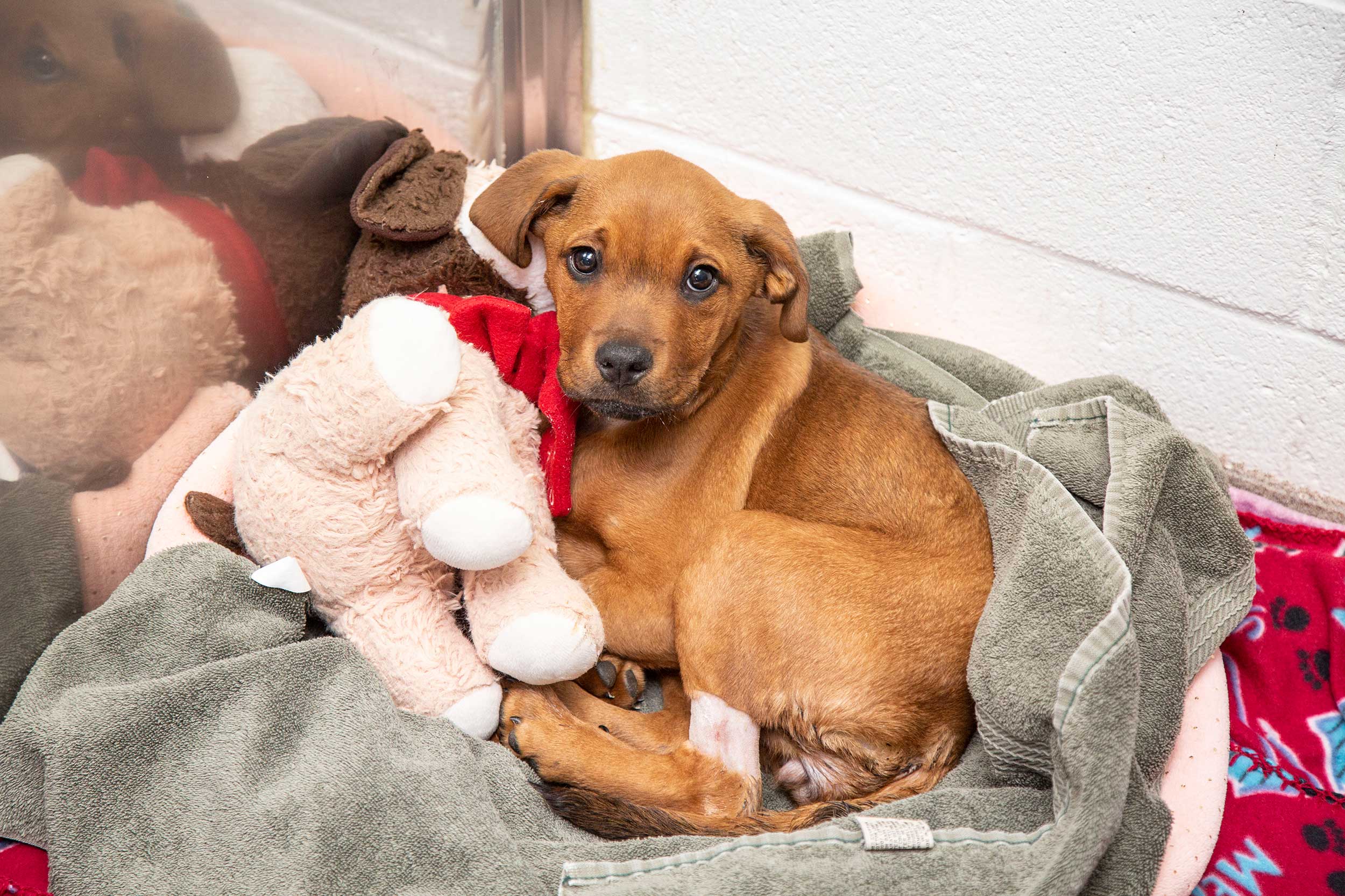 a young dog rests after a procedure