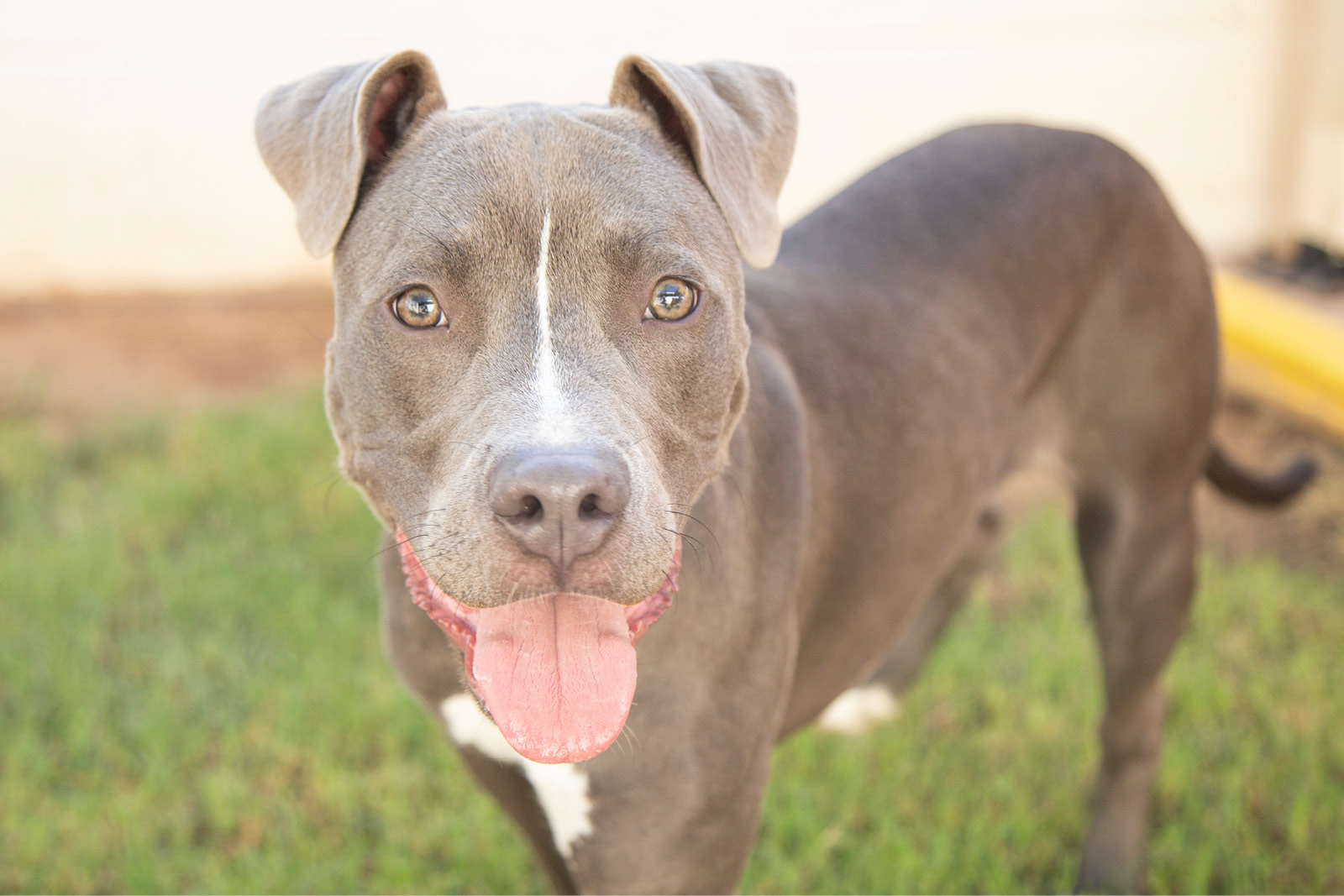 Adult pitbull type dog