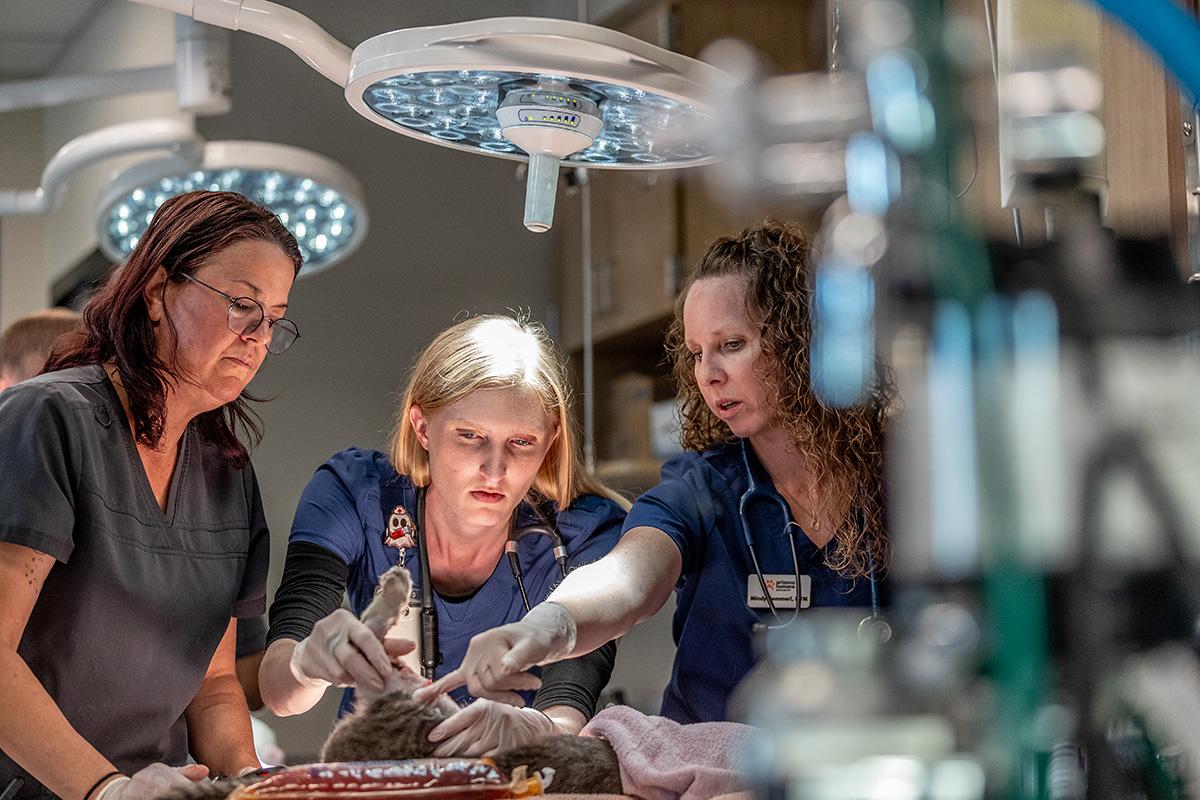 Arizona Humane Society Trauma Surgery with three staff operating on a cat