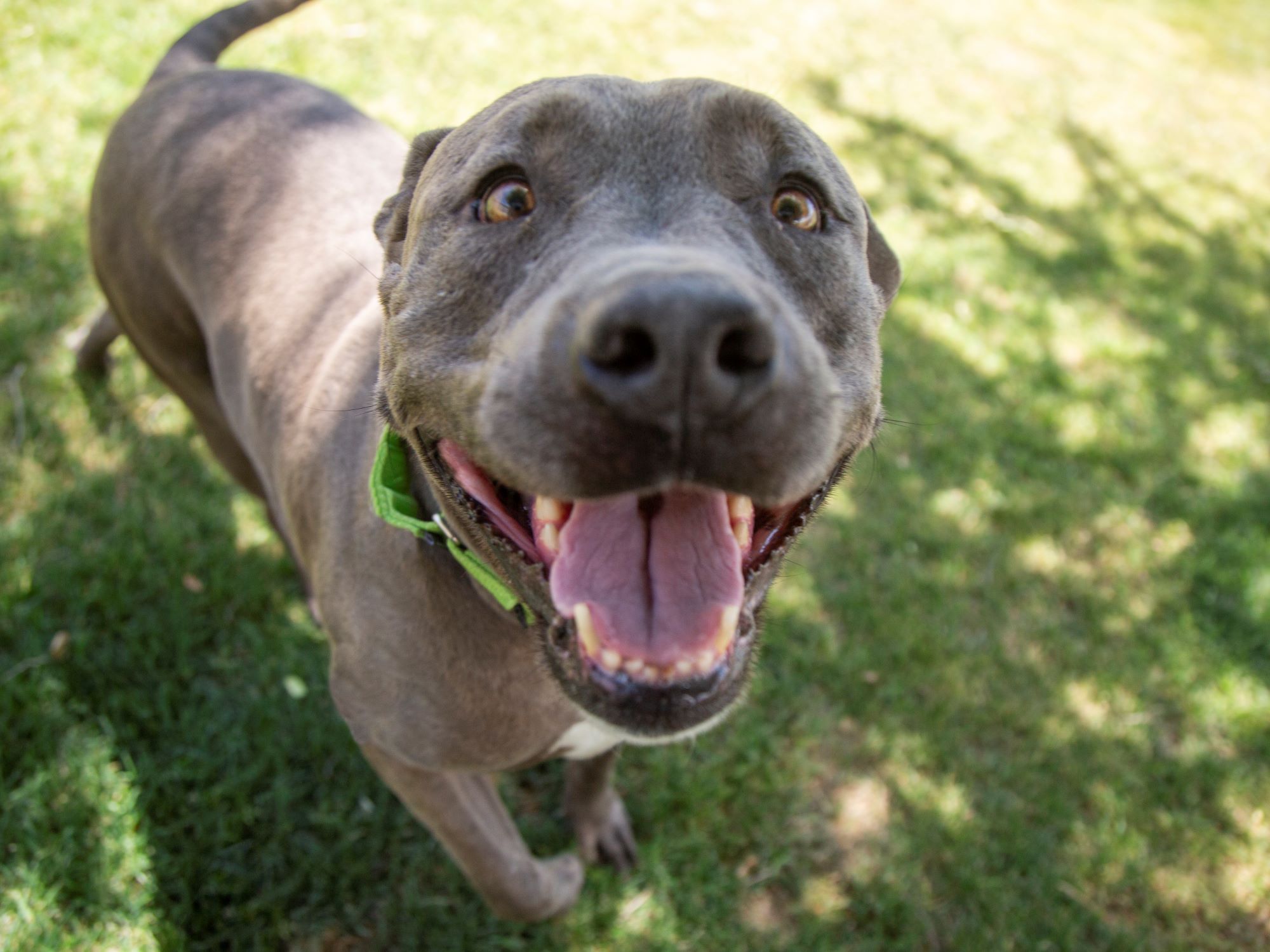 Pitbull longtimer winter outside grass happy