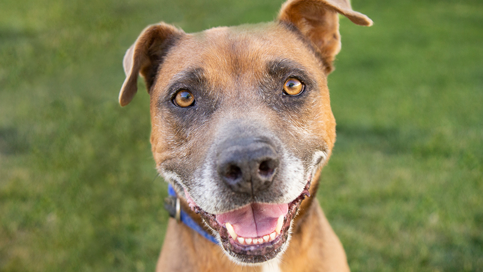 Adoptable dog Rocky