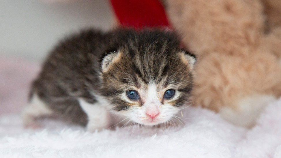 Bottle Baby kitten