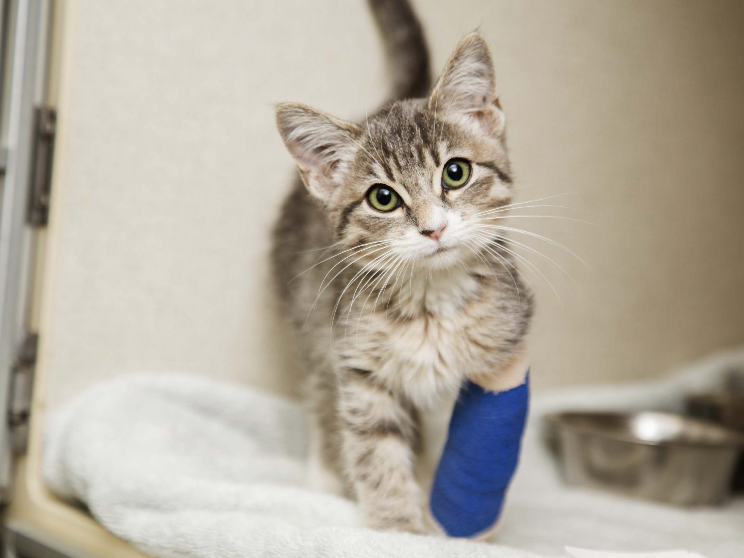 a cat in a cast