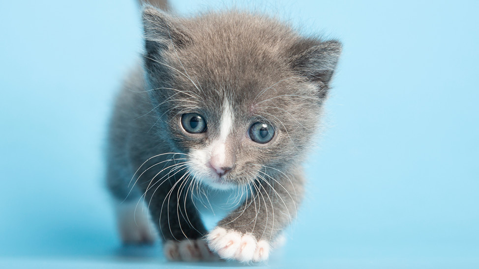 newborn kitten close up