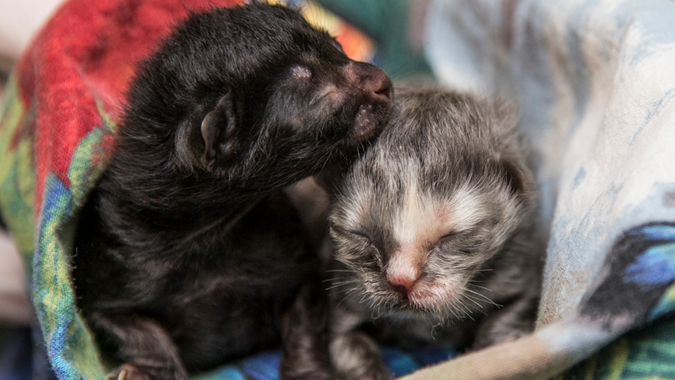 two bottle baby kittens