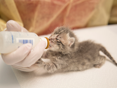 newborn kitten being bottle fed