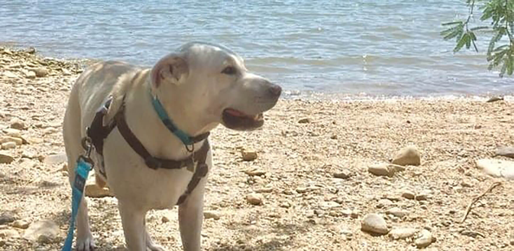 a dog at the beach