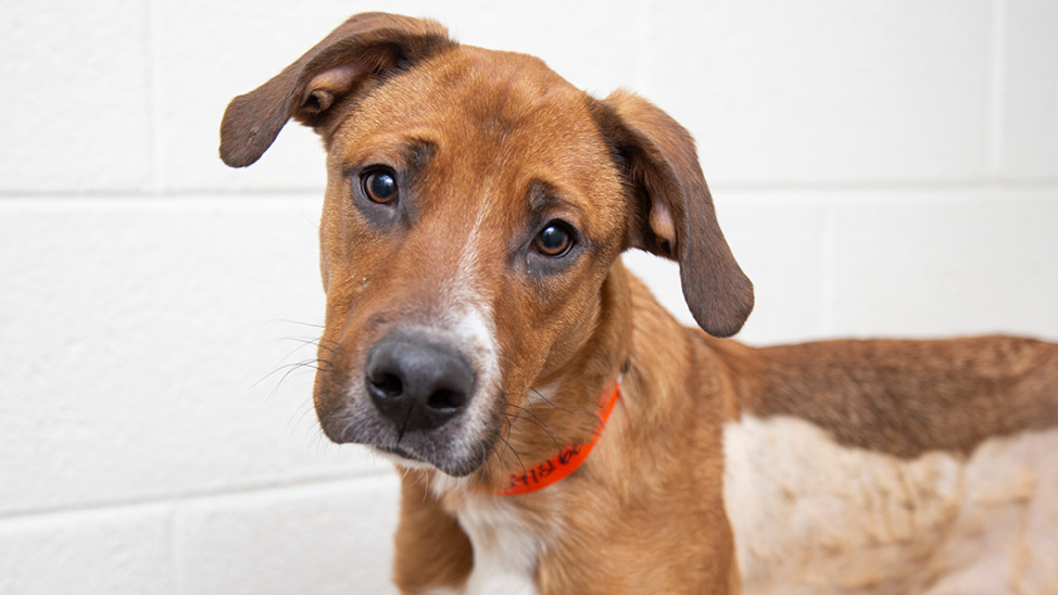 adoptable dog Clyde