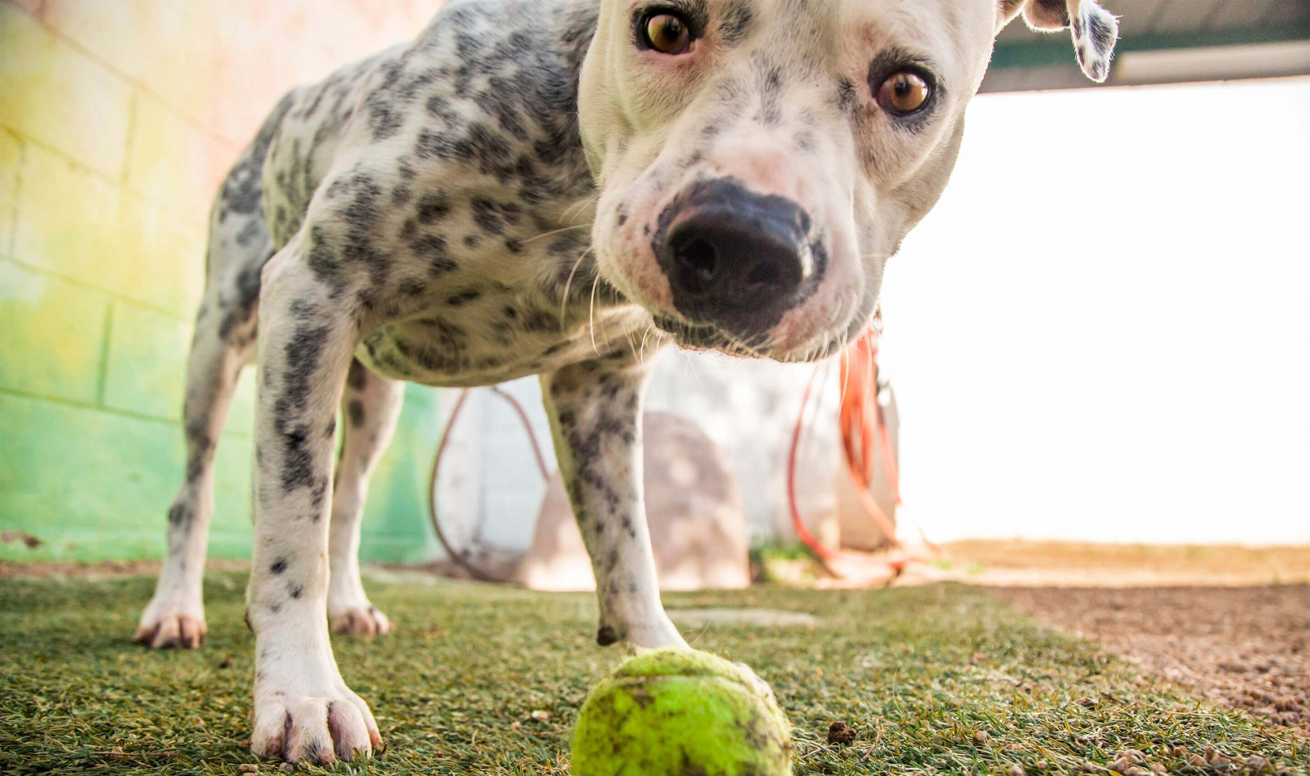 Picture of dog standing on the grass looking at the camera.