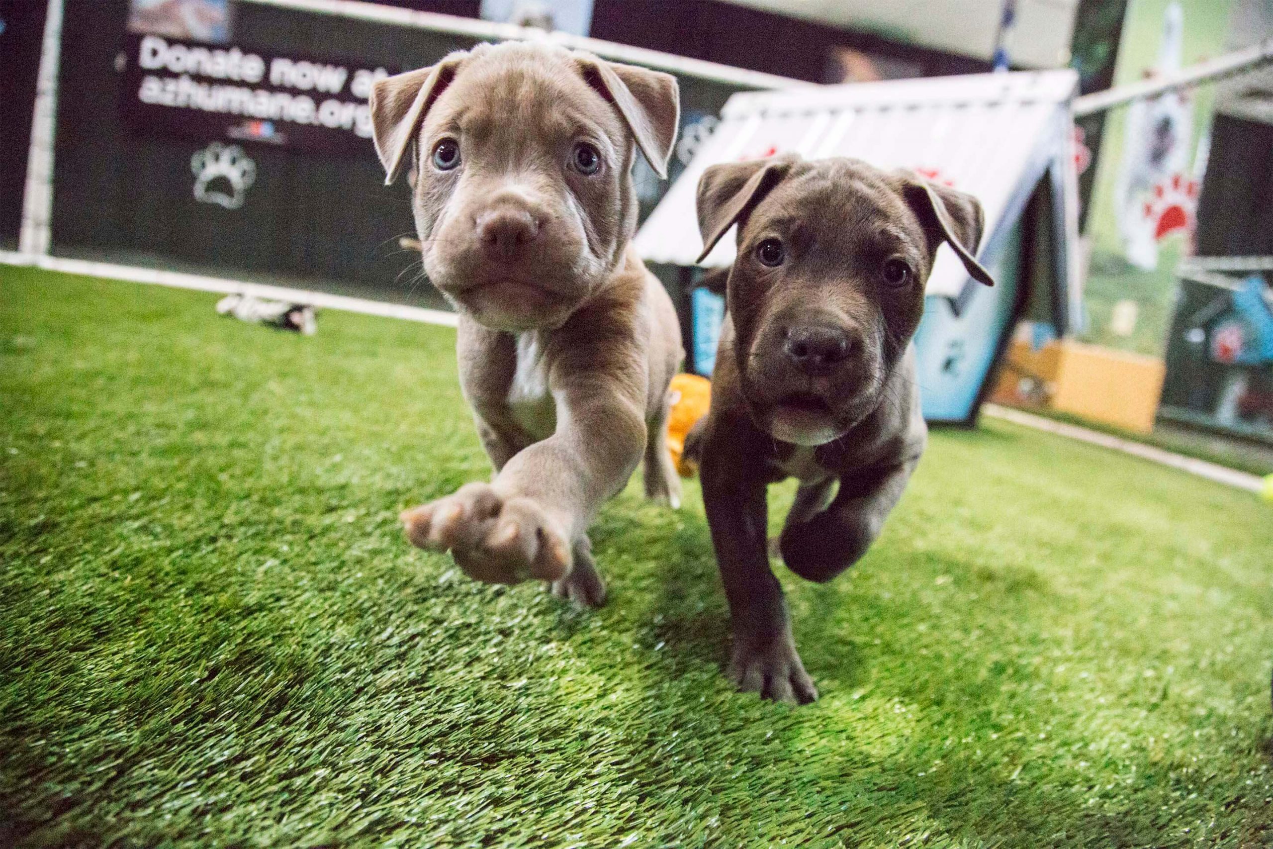 two silver puppies