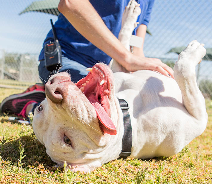 dog on back getting belly scratched in yard