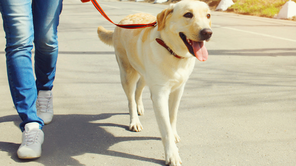 Dog on leash walking with owner