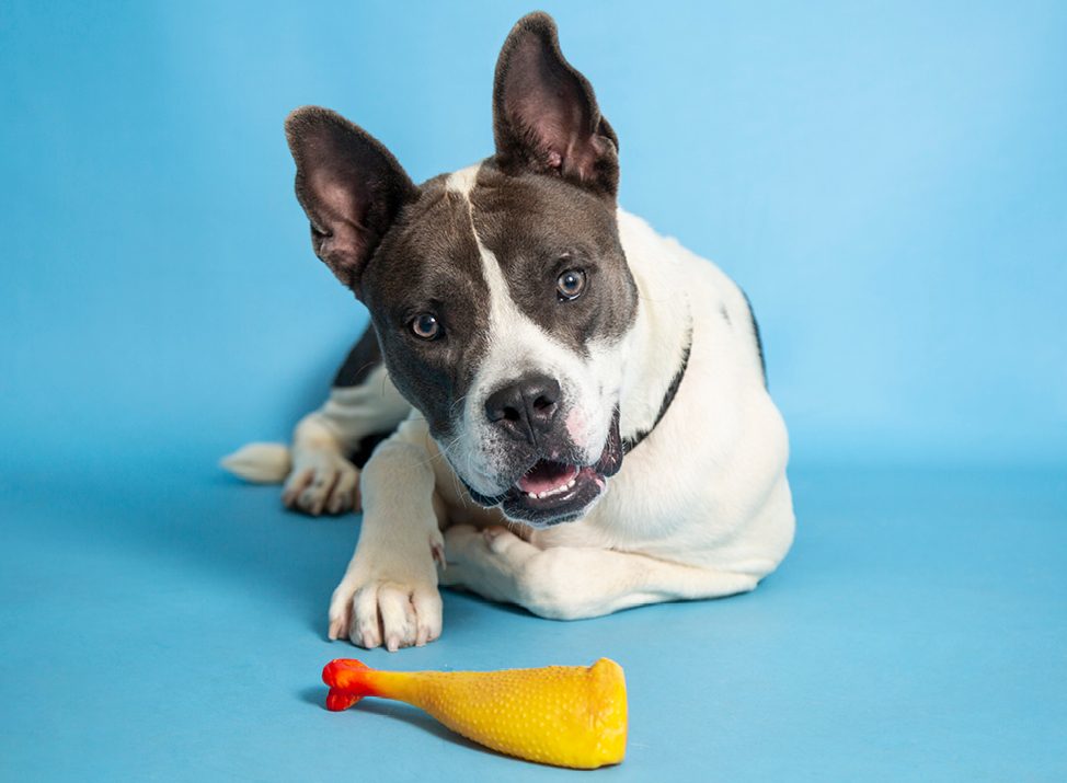 adoptable dog with chicken toy