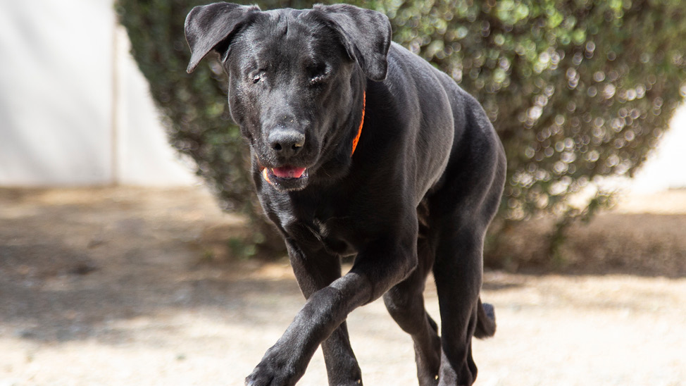 Adoptable blind black lab