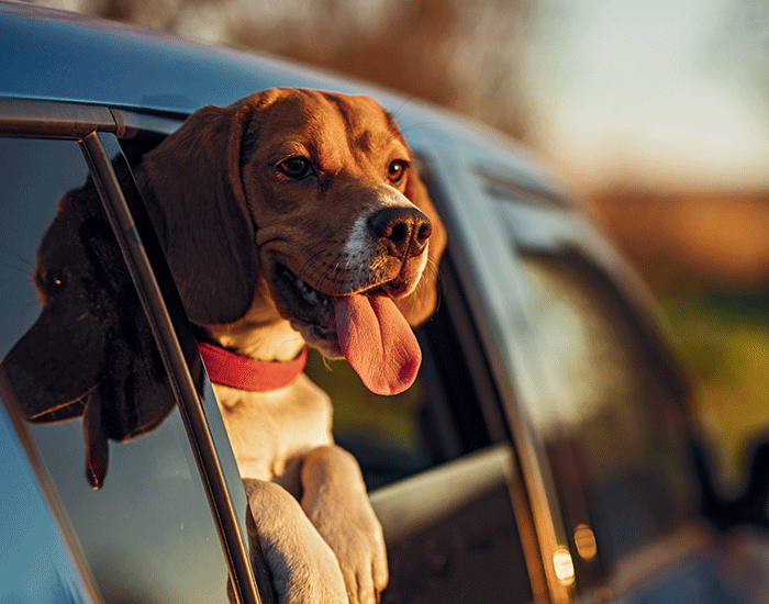 a dog looking out the window of a car