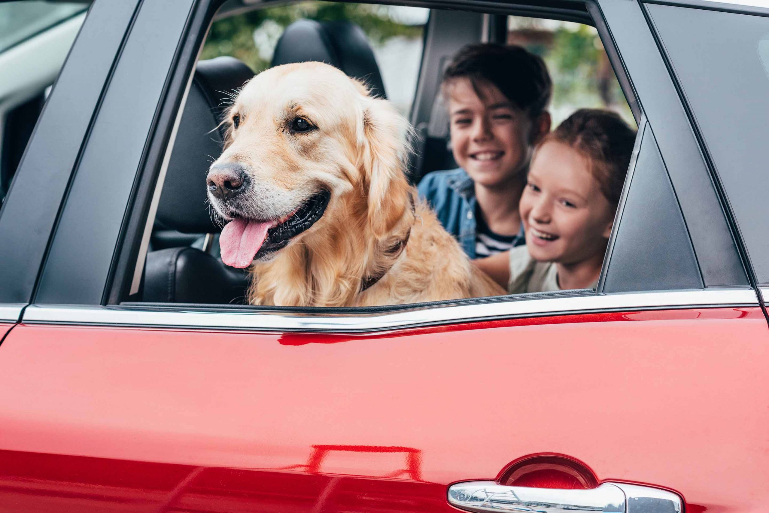 golden retriever with head out of window