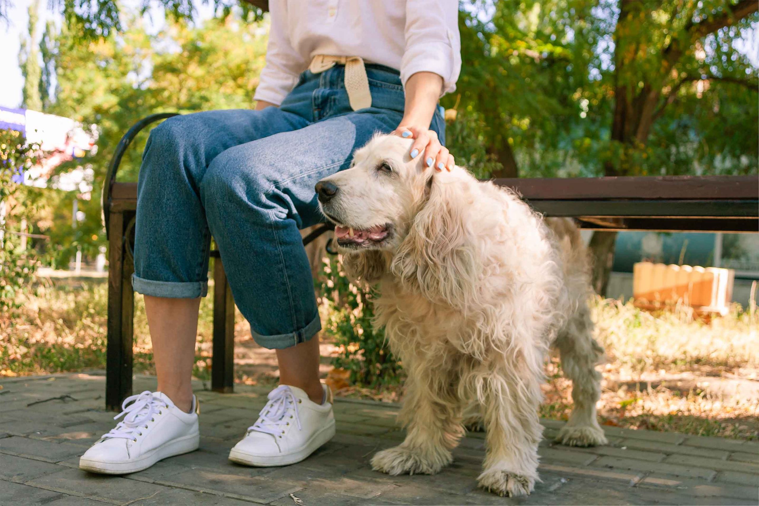 Elderly English Cocker Spaniel sit near bench with owner young woman. Walking with pet in park at summer day