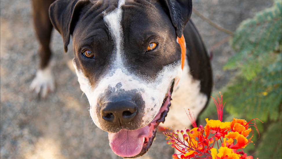 Adoptable dog with flowers