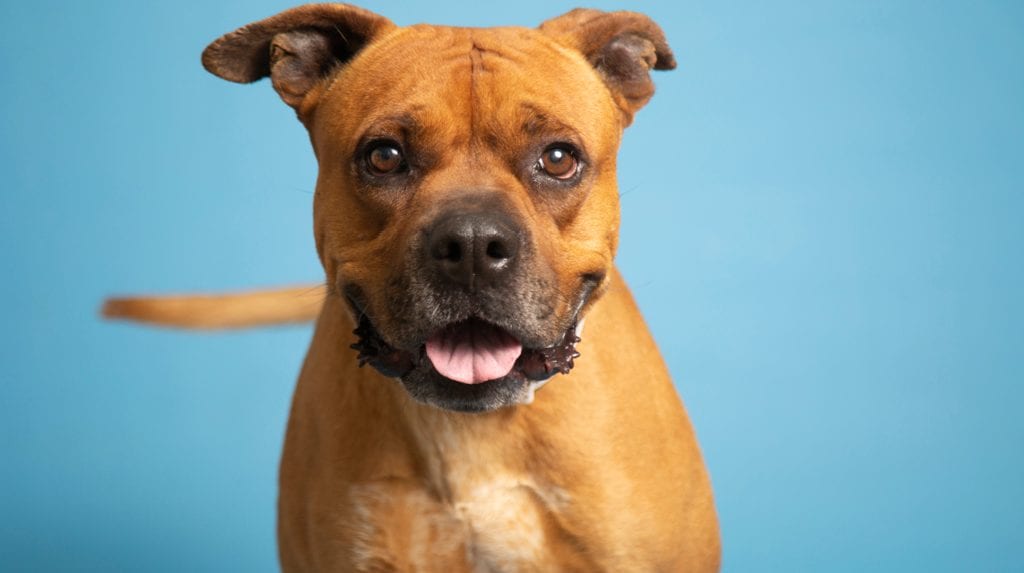 an adult dog in front of a blue background