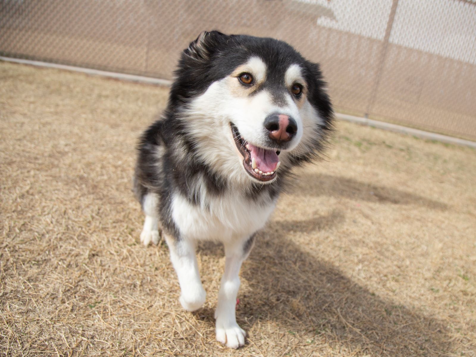 husky playing smile