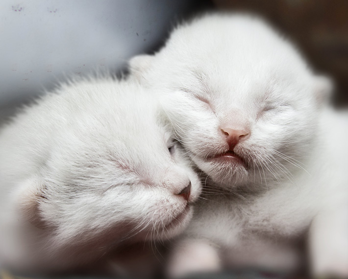 Image of Don't Kitnap Kittens!