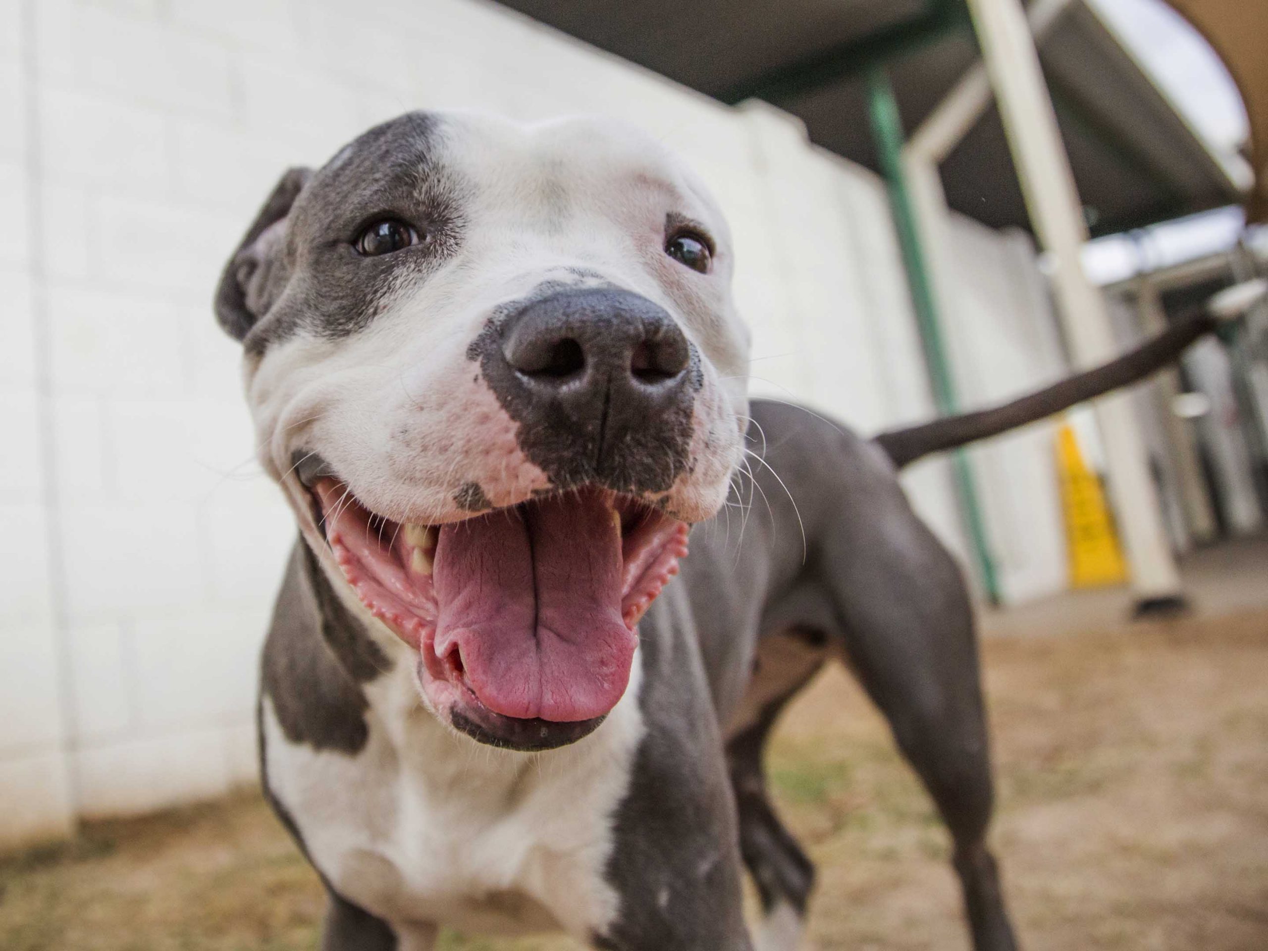 a young pitbull playing