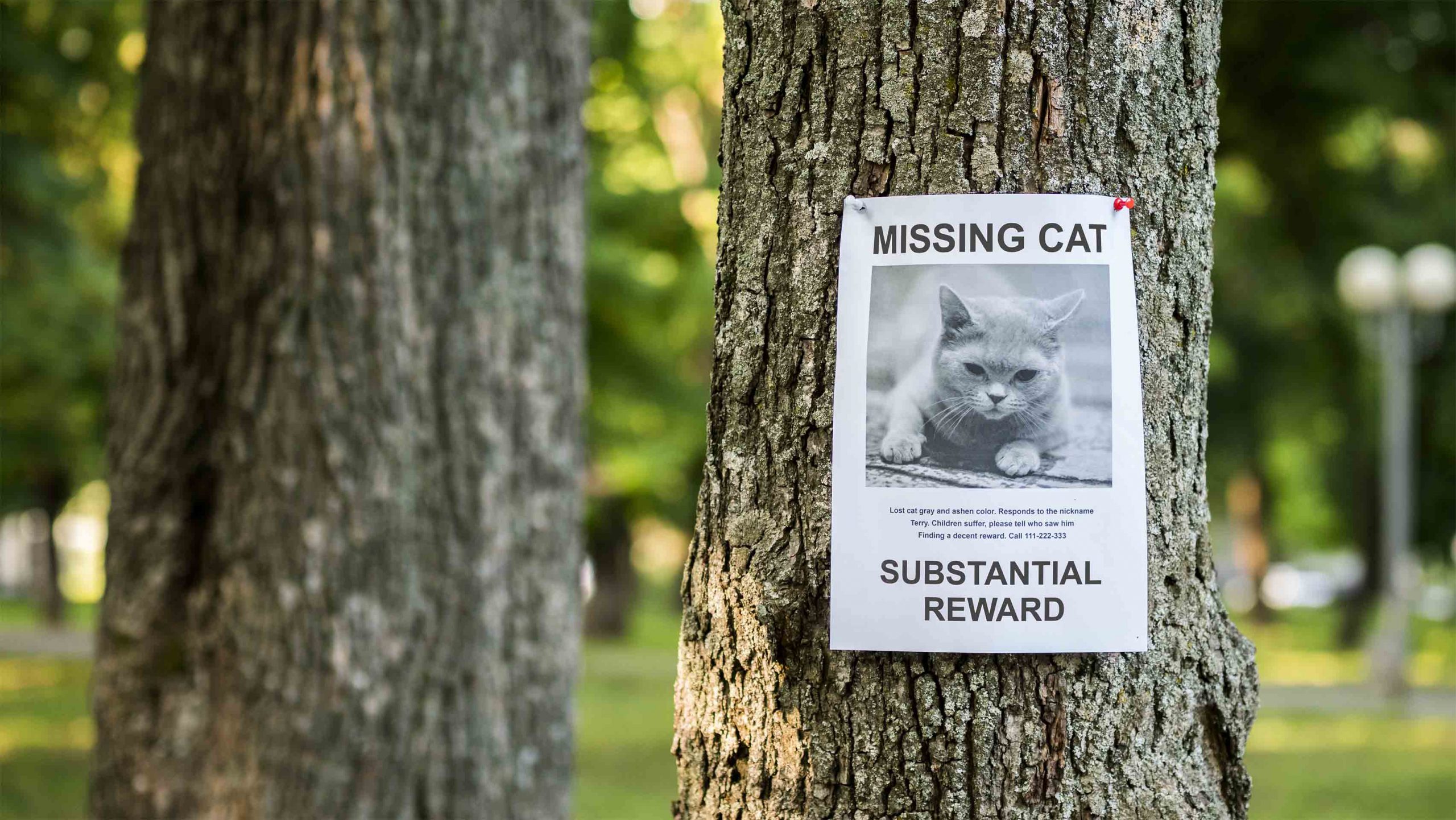 Banner with the announcement of the missing cat hanging on a tree in the park.